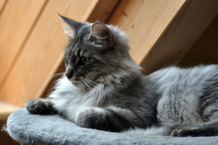 Noel 2010